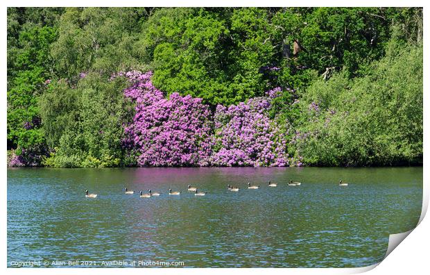 Flotilla of Canada Geese with flowering Rhododendr Print by Allan Bell