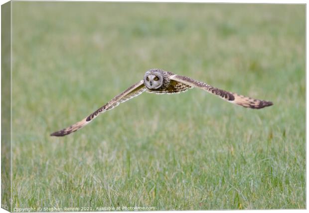 Short eared Owl flying over grass field Canvas Print by Stephen Rennie