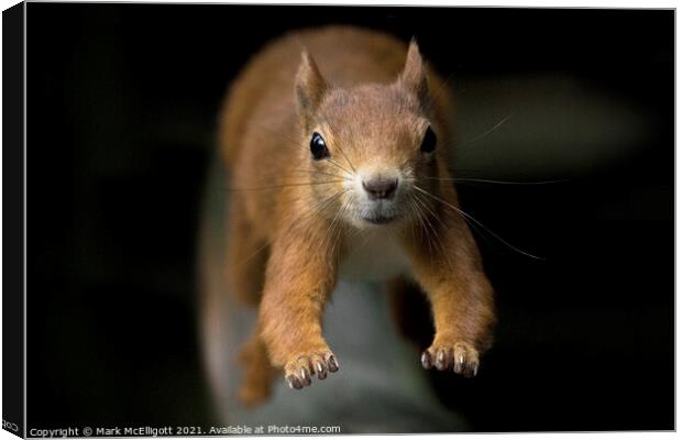A Red Squirrel On The Run Canvas Print by Mark McElligott