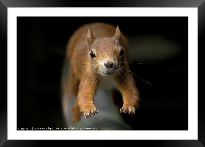 A Red Squirrel On The Run Framed Mounted Print by Mark McElligott