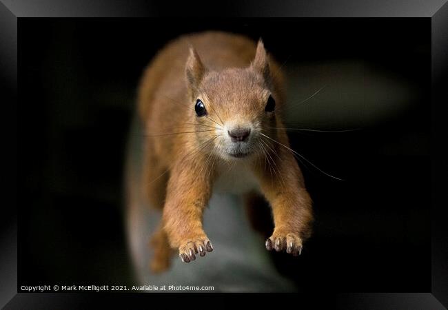 A Red Squirrel On The Run Framed Print by Mark McElligott
