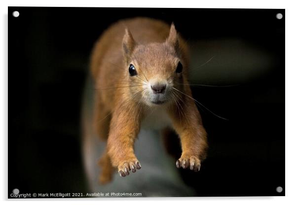 A Red Squirrel On The Run Acrylic by Mark McElligott