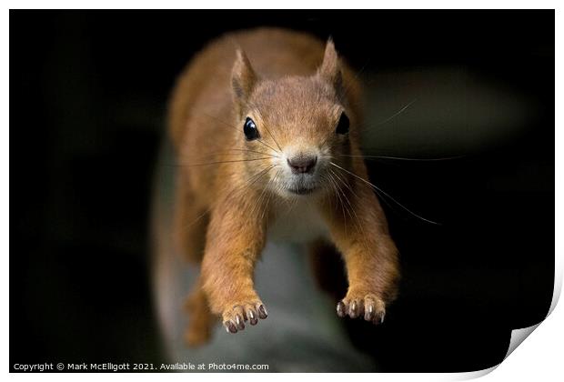 A Red Squirrel On The Run Print by Mark McElligott