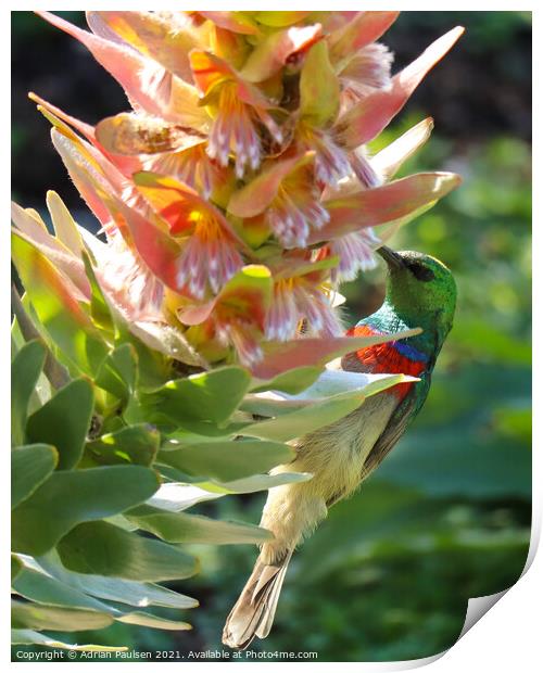 Sunbird on flower Print by Adrian Paulsen