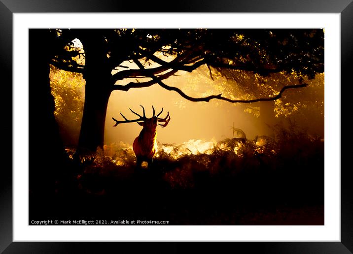 Red Deer Stag The Call Of The Wild Framed Mounted Print by Mark McElligott