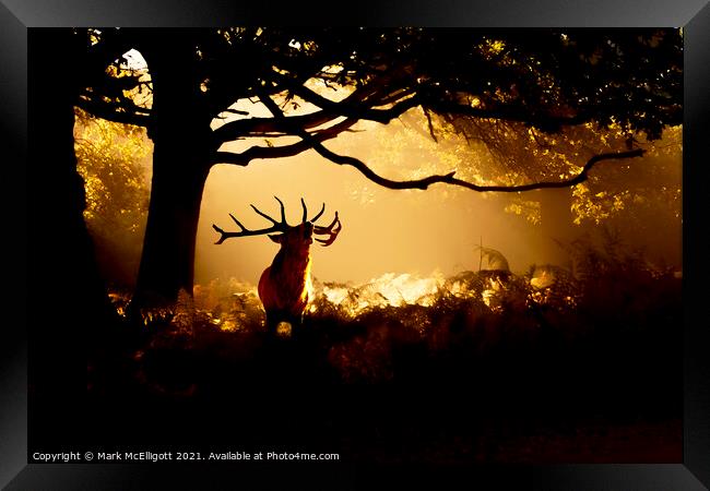 Red Deer Stag The Call Of The Wild Framed Print by Mark McElligott