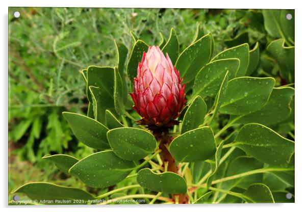 Protea in Kirstenbosch Gardens Acrylic by Adrian Paulsen