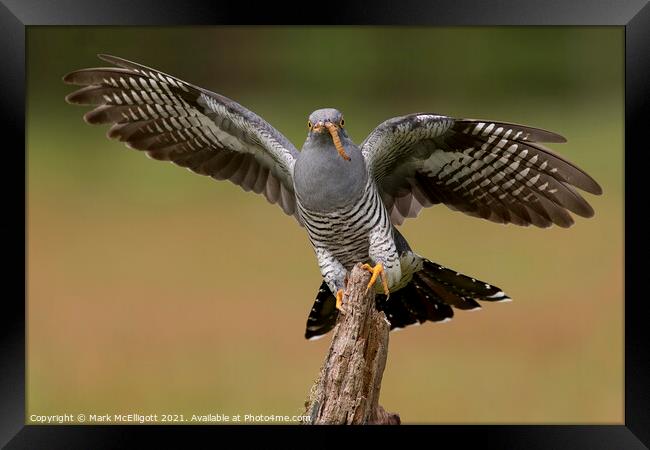 Cuckoo With The Morning Catch Framed Print by Mark McElligott