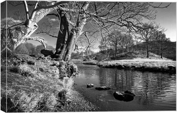 Banks of the River Brathay   Canvas Print by Darren Galpin