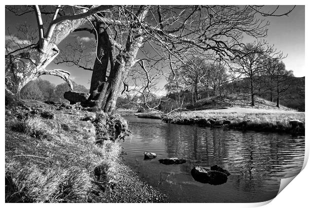 Banks of the River Brathay   Print by Darren Galpin