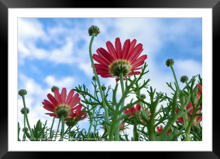 Red daisies with blue sky in background Framed Mounted Print by Adrian Paulsen