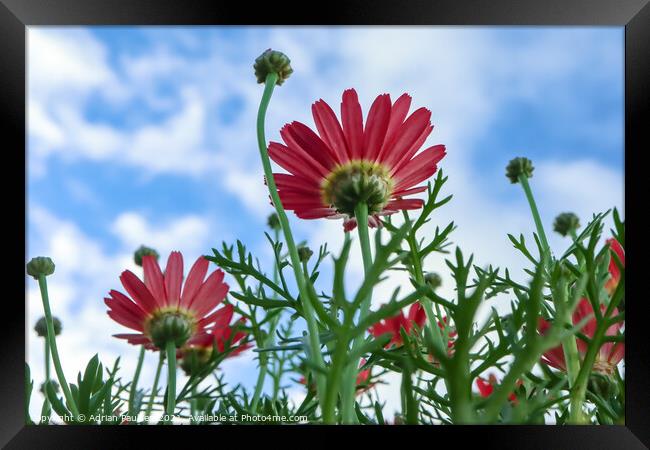 Red daisies with blue sky in background Framed Print by Adrian Paulsen