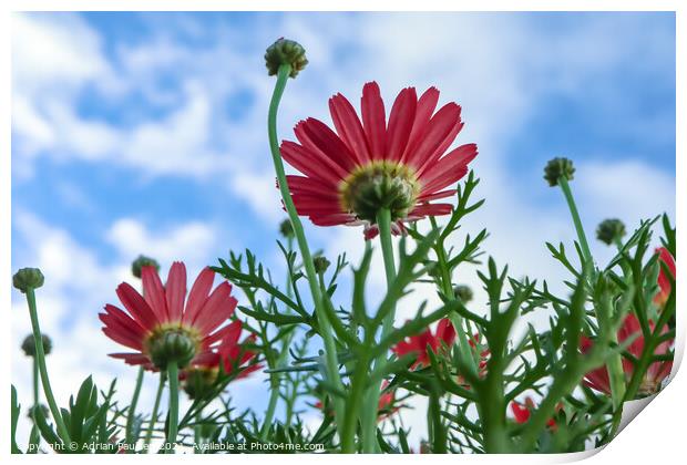 Red daisies with blue sky in background Print by Adrian Paulsen