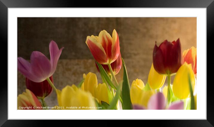 Plant flower Framed Mounted Print by Michael bryant Tiptopimage