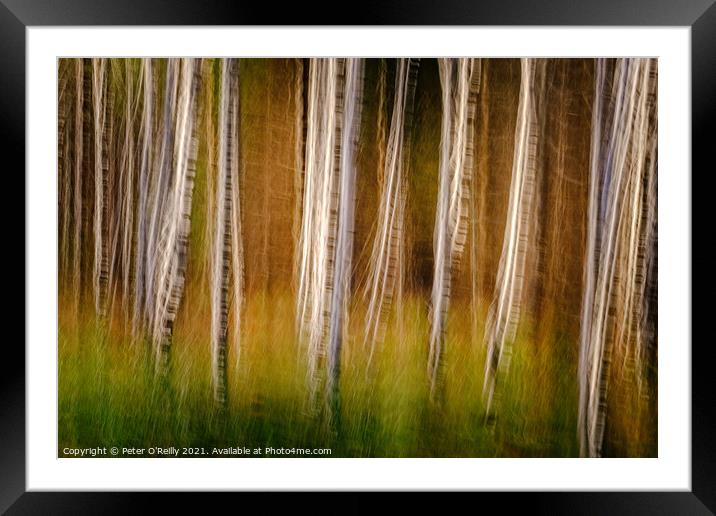 Birches in Autumn Framed Mounted Print by Peter O'Reilly
