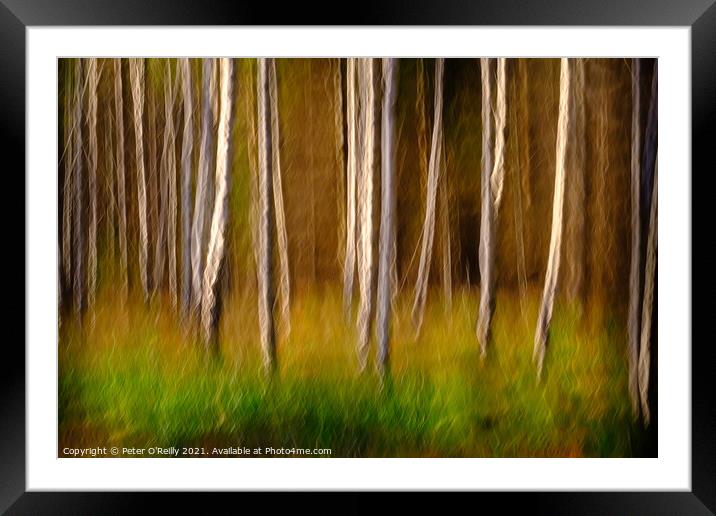 Birches in Autumn Framed Mounted Print by Peter O'Reilly