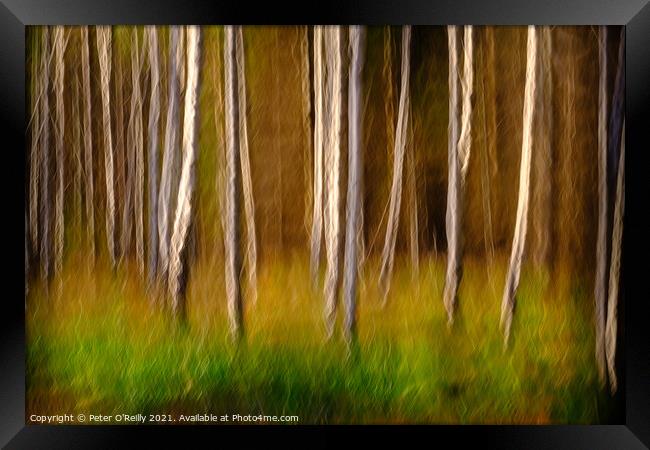 Birches in Autumn Framed Print by Peter O'Reilly