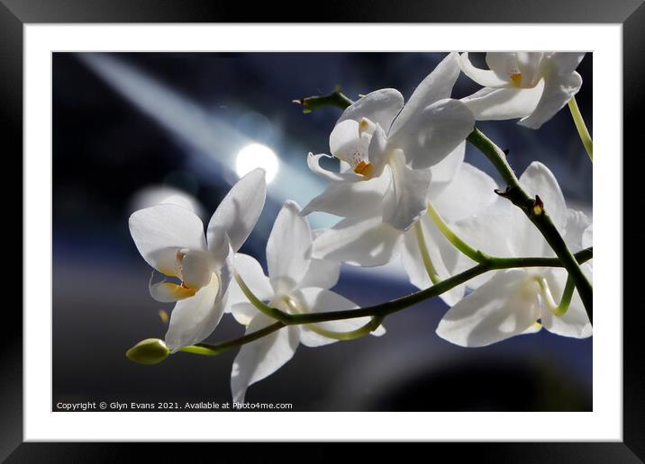 White Orchids Framed Mounted Print by Glyn Evans