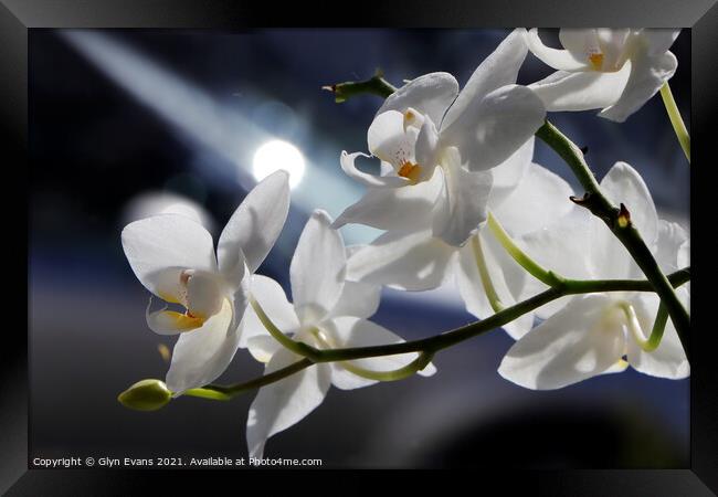 White Orchids Framed Print by Glyn Evans