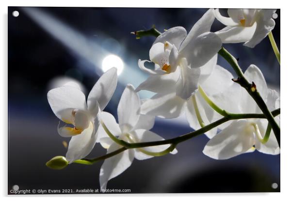 White Orchids Acrylic by Glyn Evans