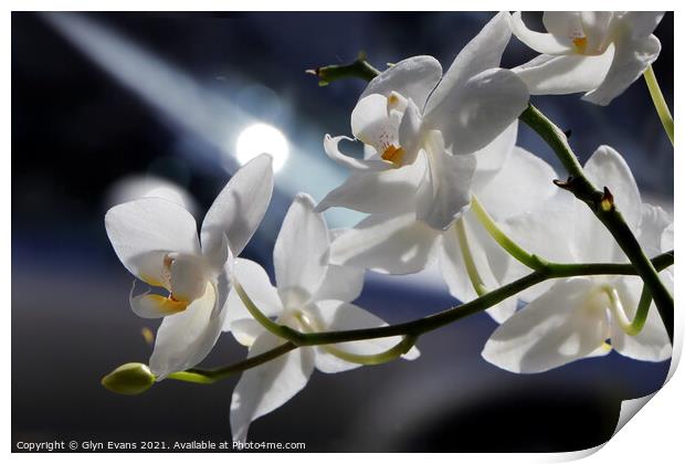 White Orchids Print by Glyn Evans