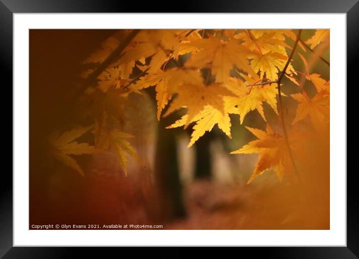 Autumn Colours Framed Mounted Print by Glyn Evans
