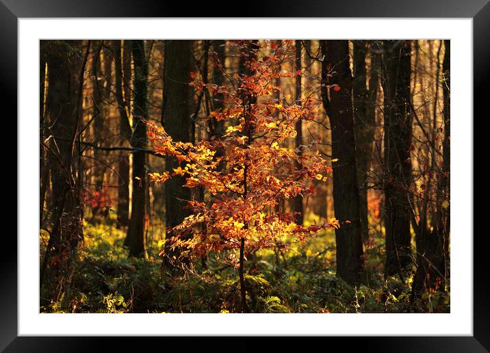 The fire Tree Framed Mounted Print by Simon Johnson