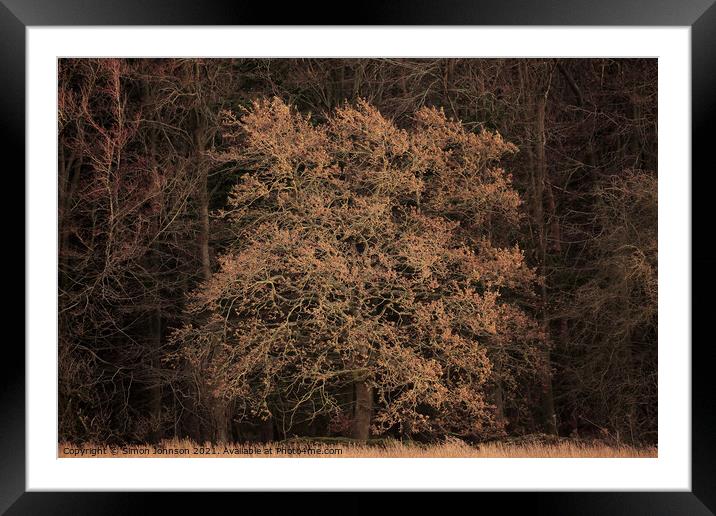  Sunit Oak  tree Framed Mounted Print by Simon Johnson