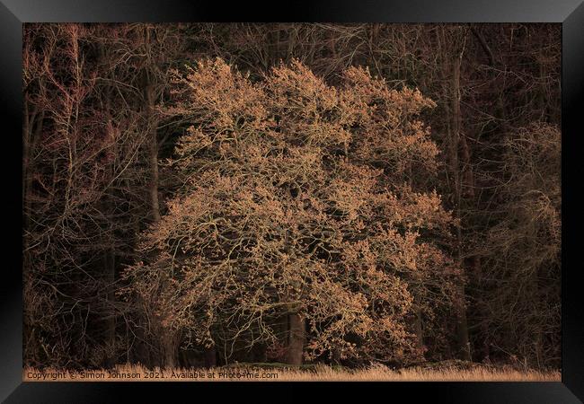  Sunit Oak  tree Framed Print by Simon Johnson