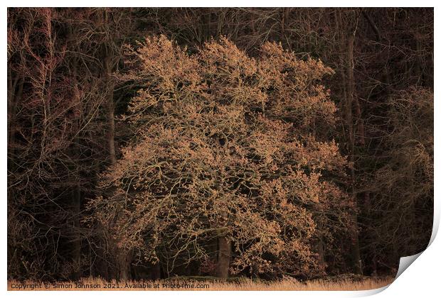 Sunit Oak  tree Print by Simon Johnson