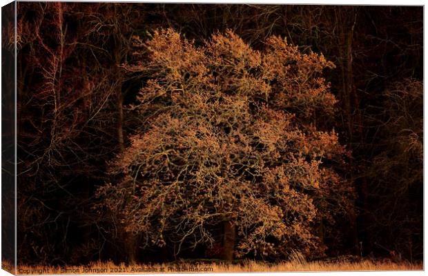 sunlit Oak Tree Canvas Print by Simon Johnson