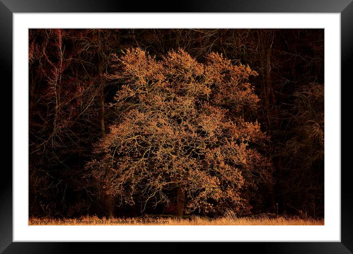 sunlit Oak Tree Framed Mounted Print by Simon Johnson