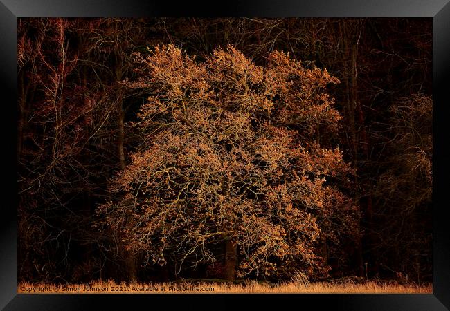 sunlit Oak Tree Framed Print by Simon Johnson