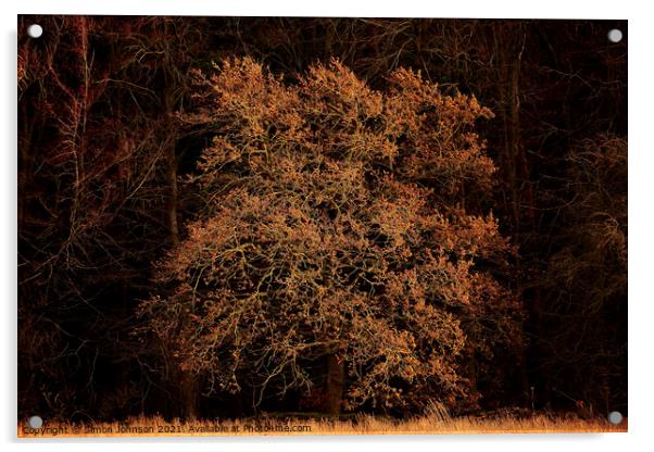 sunlit Oak Tree Acrylic by Simon Johnson