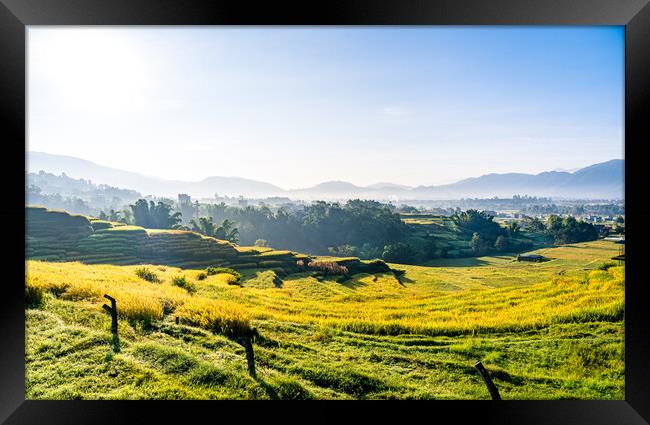 beautiful landscape view of paddy farmland Framed Print by Ambir Tolang