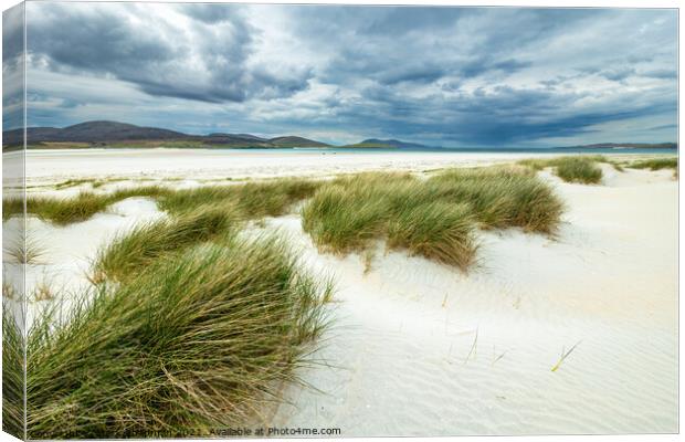 Dune grass, Luskentyre beach, Isle of Harris Canvas Print by Photimageon UK