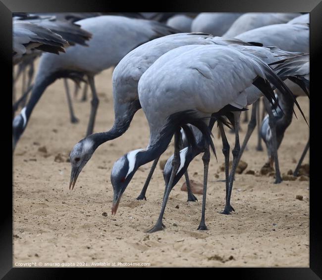 A flock of seagulls standing on a sandy beach Framed Print by anurag gupta