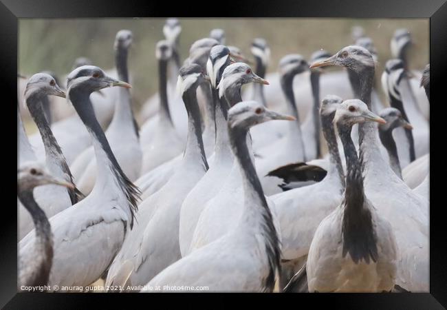 Demoiselle Cranes Framed Print by anurag gupta