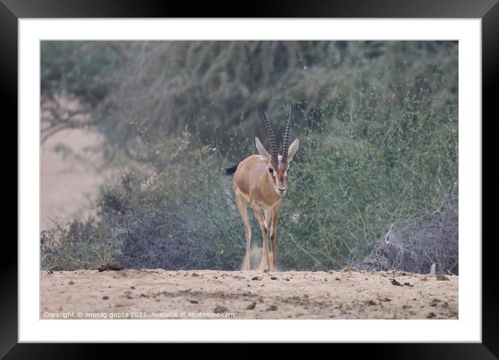 Indian Gazelle Framed Mounted Print by anurag gupta