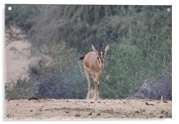 Indian Gazelle Acrylic by anurag gupta