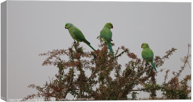 three parrots Canvas Print by anurag gupta