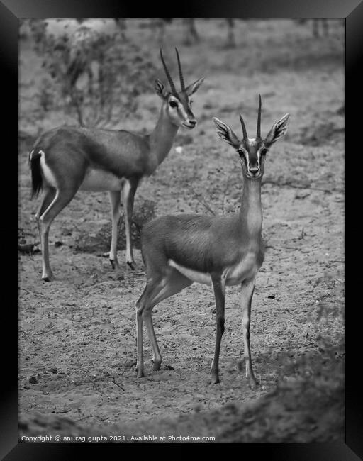 Indian Gazelle Framed Print by anurag gupta