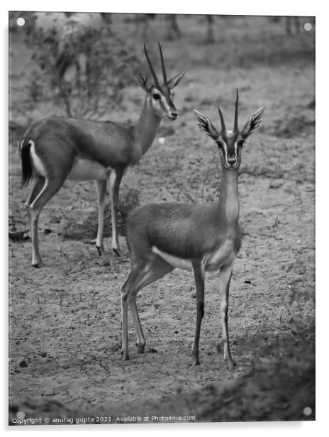 Indian Gazelle Acrylic by anurag gupta