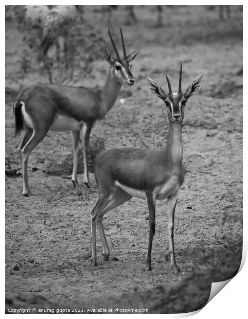Indian Gazelle Print by anurag gupta