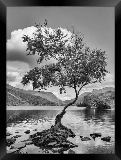 The famous lone tree at Llyn Pardarn Framed Print by Mark Godden