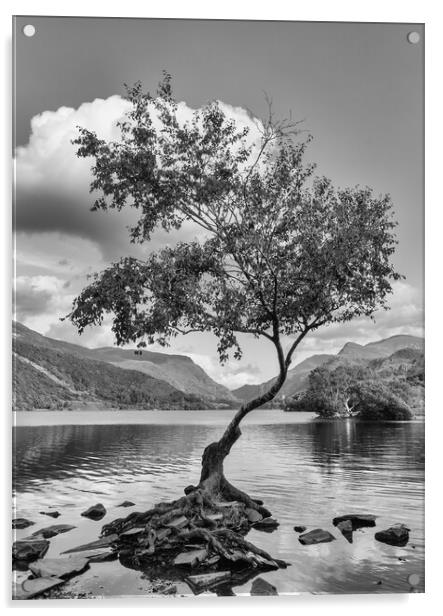 The famous lone tree at Llyn Pardarn Acrylic by Mark Godden