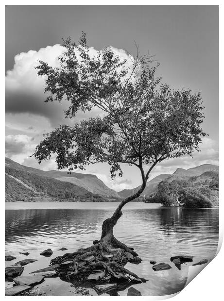 The famous lone tree at Llyn Pardarn Print by Mark Godden