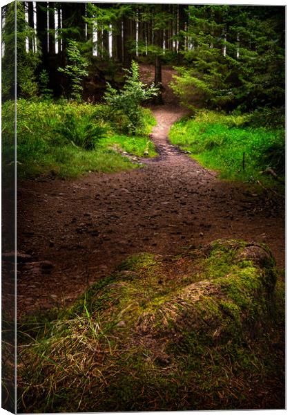 Culloden Woods Canvas Print by Macrae Images