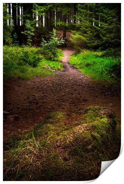 Culloden Woods Print by Macrae Images