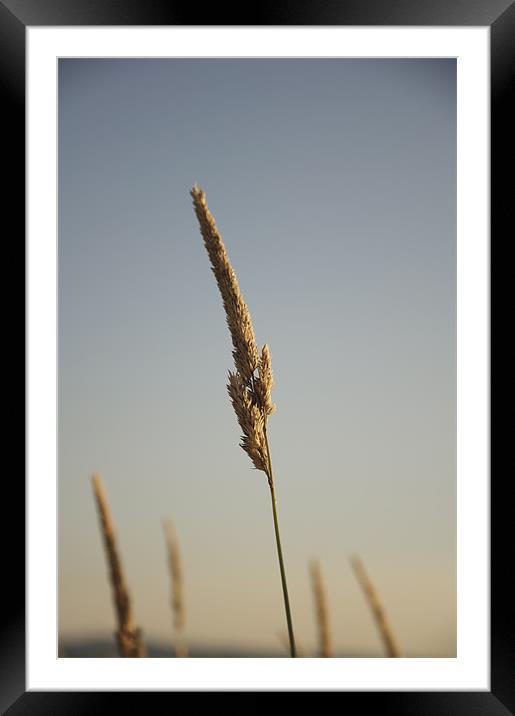 The golden grass Framed Mounted Print by William Coulthard